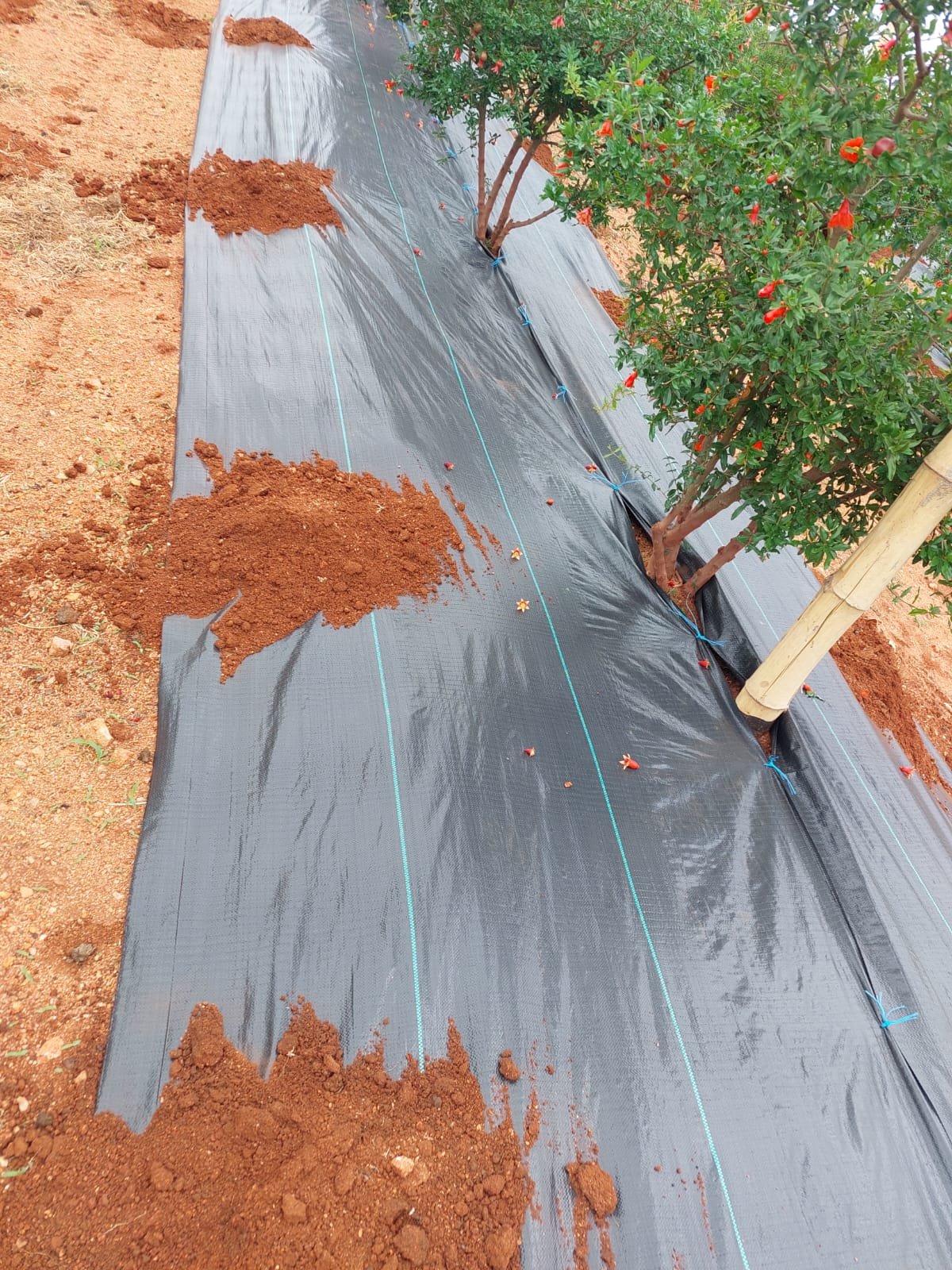 WhatsApp Image 2025-12-10 at 10.22.23 AM